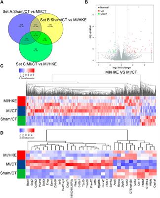 Honokiol Ameliorates Post-Myocardial Infarction Heart Failure Through Ucp3-Mediated Reactive Oxygen Species Inhibition